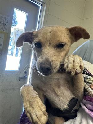 FARLEY, Chihuahua, adult, available for adoption