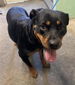 BROOKLYN, Rottweiler, adult, available for adoption