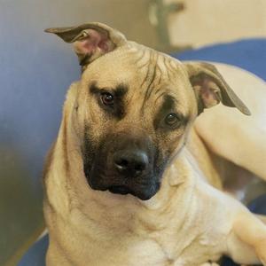 DUDE, Anatolian Shepherd / Pit Bull Terrier, young, available for adoption