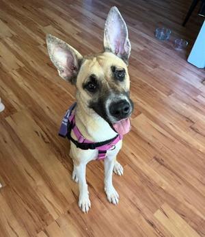 BRANDINE, German Shepherd Dog, adult, available for adoption