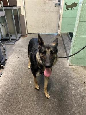 BIRDIE, German Shepherd Dog, young, available for adoption