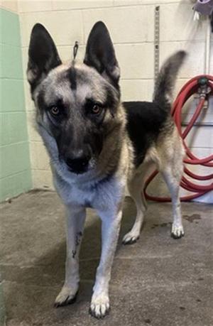 A743635, German Shepherd Dog, adult, available for adoption
