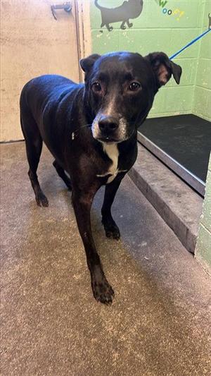 BAILEY, Labrador Retriever, senior, available for adoption