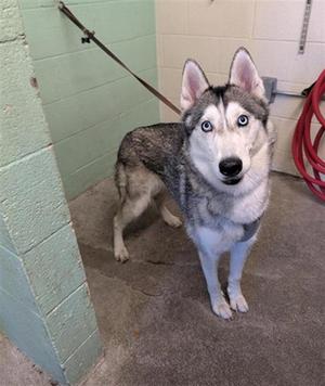 A husky dog with blue eyes standing on a leash in a concrete room.
