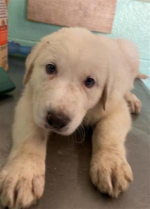 ASPEN, Anatolian Shepherd, puppy, available for adoption