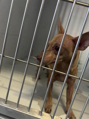 A743308, Chihuahua, adult, available for adoption