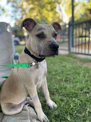 A light brown puppy with a black collar and a green leash sitting on a towel in a grassy area.