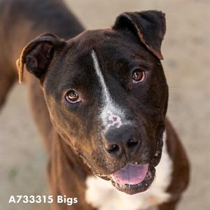 BIGS, Pit Bull Terrier, adult, available for adoption