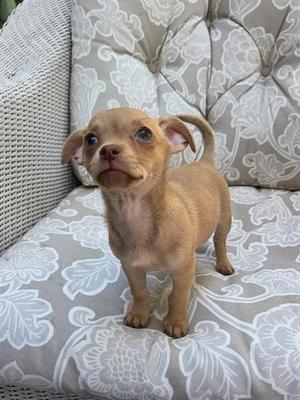 CHLOE, Chihuahua, puppy, available for adoption