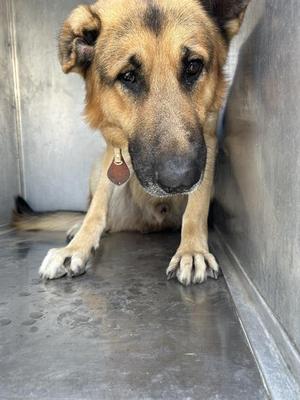 A German Shepherd dog with a brown and black coat, wearing a collar with a tag, sitting on a metal floor in a shelter-like environment.