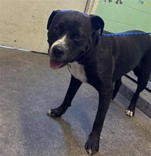 AURA, Pit Bull Terrier, adult, available for adoption