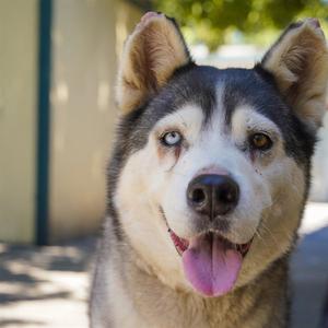 BLOSSOM, Siberian Husky, senior, available for adoption