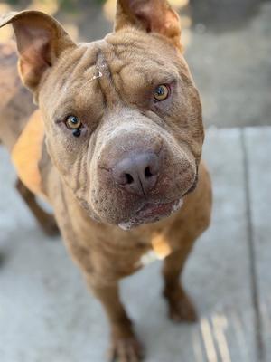 BUBBA, Pit Bull Terrier, adult, available for adoption