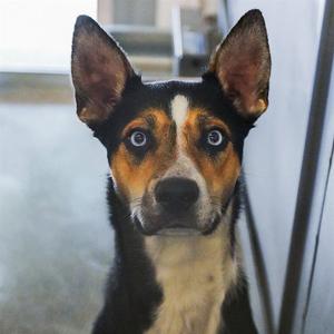 BUTTERFLY, Australian Kelpie, young, available for adoption