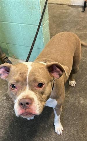 A brown and white dog with a white stripe on its face, standing on a concrete floor with a leash attached to its collar.