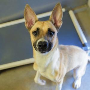 BRANDINE, German Shepherd Dog, adult, available for adoption