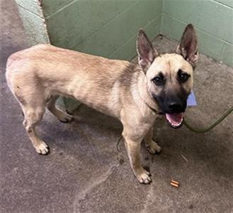 CROISSANT, German Shepherd Dog, young, available for adoption