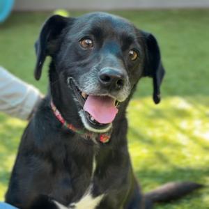 Buddy A5540988, Chihuahua, adult, available for adoption