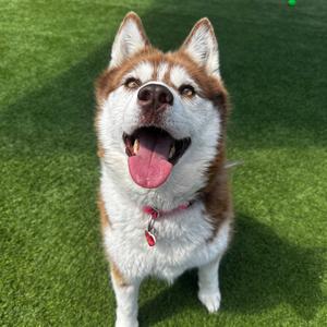 Canela A2158321, Husky, senior, available for adoption