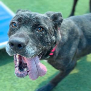 Chloe A2275679, Terrier, Pit Bull, senior, available for adoption