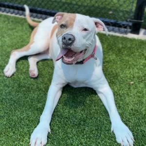 Brenda A2157752, Terrier, American Pit Bull, senior, available for adoption