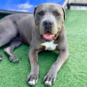 CLYDE-A2141559, Terrier, Pit Bull, senior, available for adoption