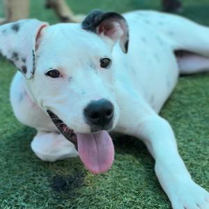 Blanca A2283335, Terrier, Pit Bull, puppy, available for adoption