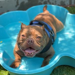 Bartholomew A2200706, Bulldog, French, adult, available for adoption