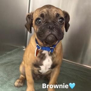 A brown puppy with a blue collar sitting on a green surface, with the name "Brownie" written in white text and a blue heart emoji below it.