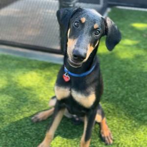 Bay A2290127, Pinscher, Doberman, adult, available for adoption