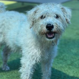 A fluffy white dog with a happy expression, standing on a green surface.