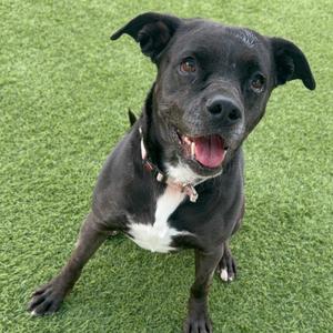 Baby A2042233, Retriever, Labrador, senior, available for adoption