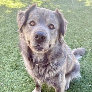 A gray dog with brown eyes sitting on a grassy lawn.