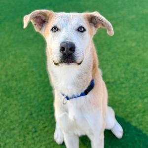 Bob A2240574, Shepherd, adult, available for adoption