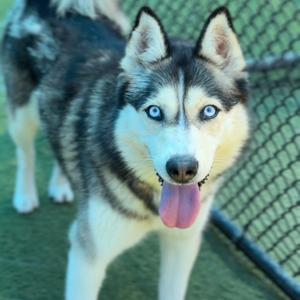 Chiffon A2276968, Husky, Alaskan, adult, available for adoption