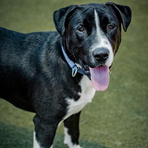 Alvee A2200707, Terrier, Pit Bull, adult, available for adoption
