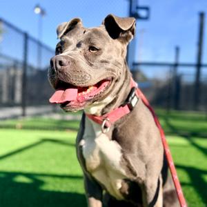 Bonnie-A2141785, Terrier, Pit Bull, adult, available for adoption