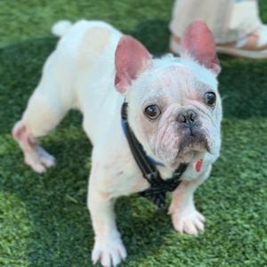 Bingo A2276642, Bulldog, French, adult, available for adoption