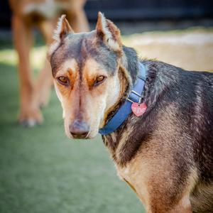BRUNO MARS-A2116961, Mixed Breed (Large), adult, available for adoption
