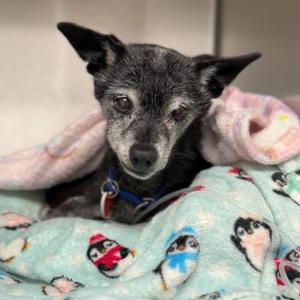 Bernie A2299600, Chihuahua, senior, available for adoption