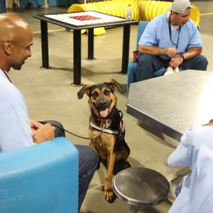 Apple A5775487, Shepherd, German, adult, available for adoption