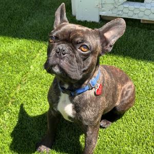 Chapo A2261382, Bulldog, French, adult, available for adoption
