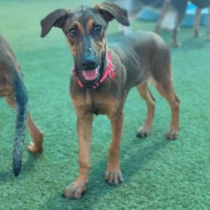 A brown and black dog with floppy ears and a red collar standing on green artificial turf.