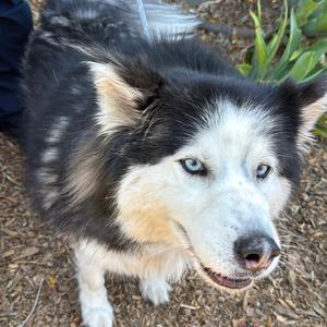 Aurora A2183714, Husky, Alaskan, adult, available for adoption