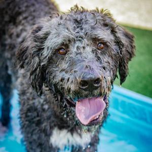 Buddy A2249753, Retriever, Labrador, adult, available for adoption