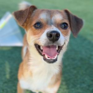 A happy dog with brown and white fur, smiling with its tongue out, standing on a green surface.