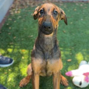 A brown and black dog sitting on a green lawn, looking up with its ears perked, next to a white toy.