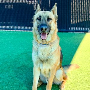 Ace A2191804, Shepherd, German, adult, available for adoption