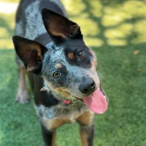 A blue heeler dog with a black and white coat, standing on grass with its tongue out, looking at the camera.
