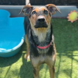 Cadence, Mixed Breed (Medium), adult, available for adoption